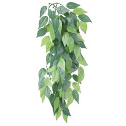 Ficus silkeplante 20 x 30 cm